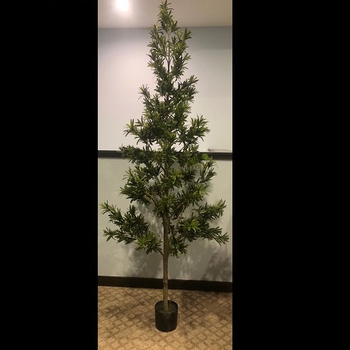 Podocarpus Tree Potted - Artificial Trees & Floor Plants - Unique evergreen tree rentals